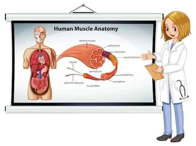 La formation réticulaire : Anatomie, Physiologie et Rôles