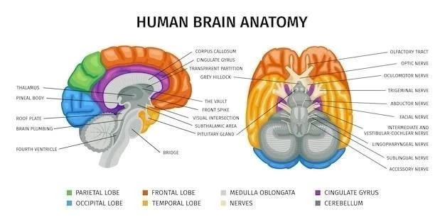 Les lobes cérébraux: Anatomie et fonctions