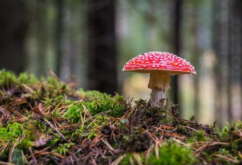 magic-mushrooms-canada.jpg
